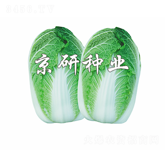 ������4̖(h��o)-�ײ˷N��-���зN�I(y��)