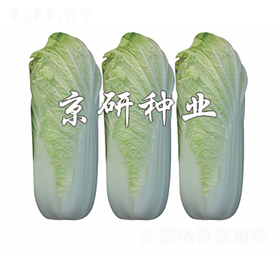 �������޲�-�ײ˷N��-���зN�I(y��)