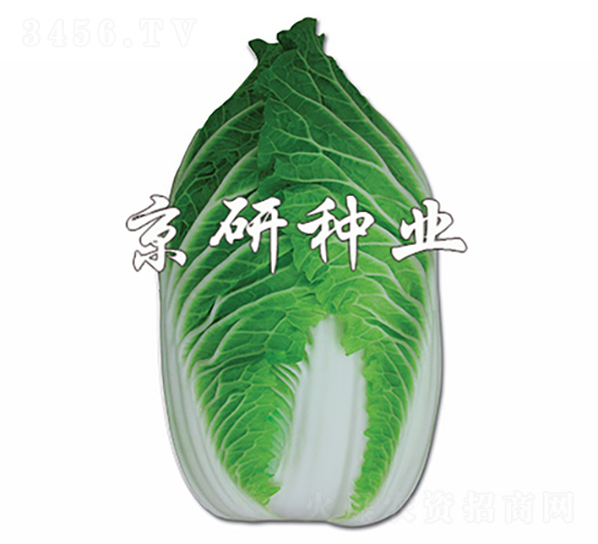 �����G-�ײ˷N��-���зN�I(y��)