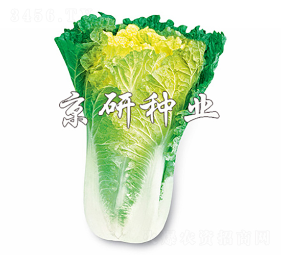 С�s56̖-�ײ˷N��-���зN�I(y��)