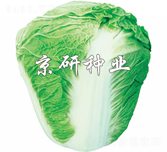 ����65̖(h��o)-�ײ˷N��-���зN�I(y��)