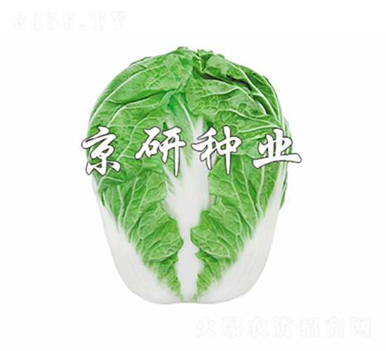 京秋602-白菜種子-京研種業(yè)
