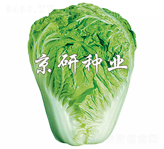 小雜60號-白菜種子-京研種業(yè)