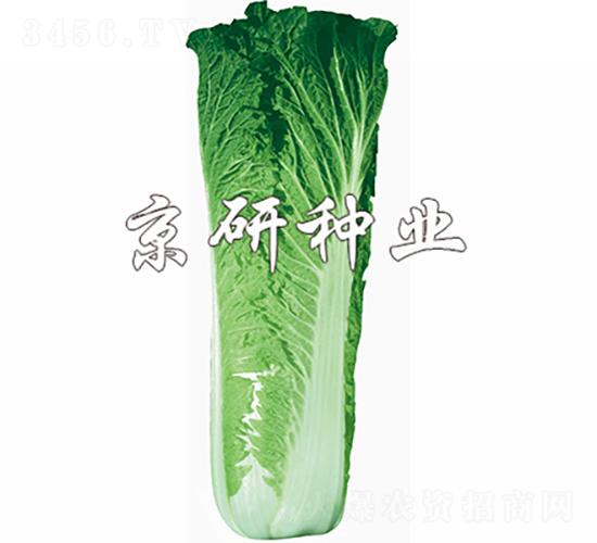 京翠65號(hào)-白菜種子-京研種業(yè)