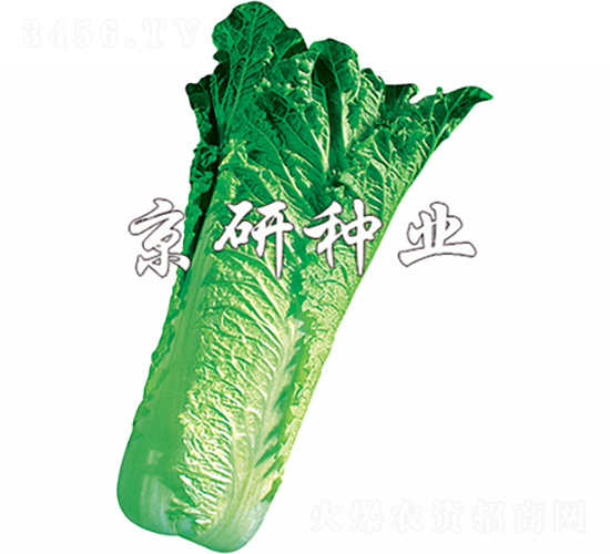 京翠70號(hào)-白菜種子-京研種業(yè)
