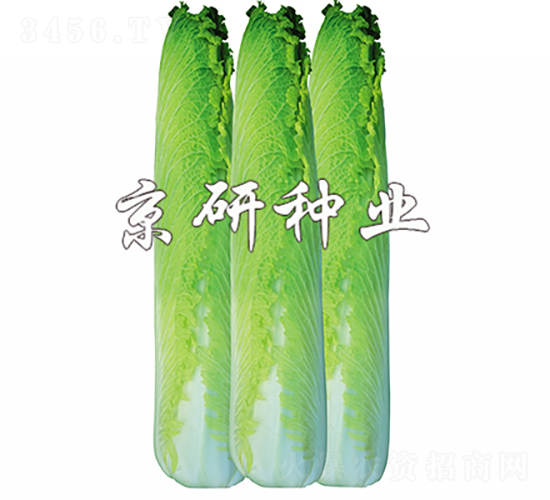 ����70-�ײ˷N��-���зN�I(y��)