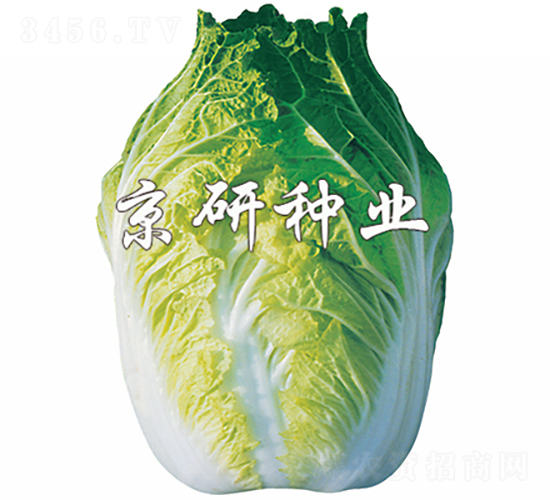 ����68̖-�ײ˷N��-���зN�I(y��)