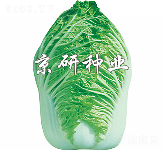 ������ţ��-�ײ˷N��-���зN�I(y��)