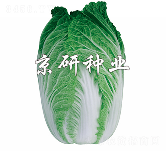 京秋76-白菜種子-京研種業(yè)