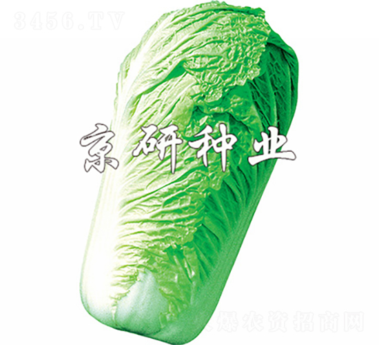 ������3̖(h��o)-�ײ˷N��-���зN�I(y��)