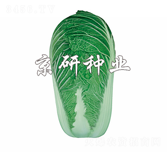 ����4̖(h��o)-�ײ˷N��-���зN�I(y��)