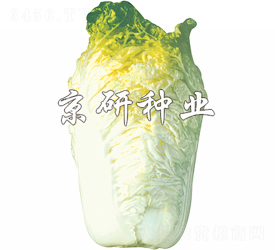 ����56̖(h��o)-�ײ˷N��-���зN�I(y��)