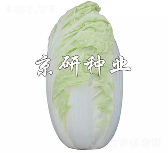 ����4̖-�ײ˷N��-���зN�I(y��)