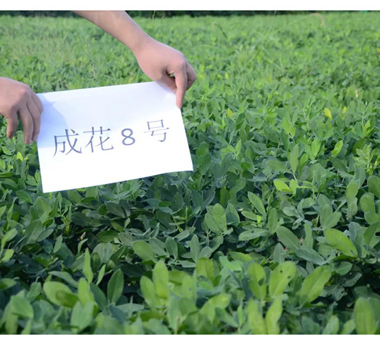 成花8號-花生種子-技豐種業(yè)