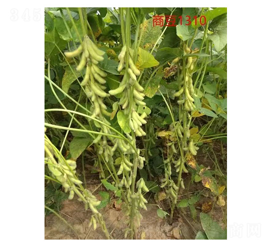 商豆1310-大豆種子-技豐種業(yè)
