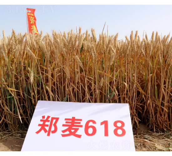鄭麥618-小麥種子-技豐種業(yè)