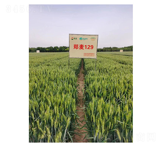 鄭麥129-小麥種子-技豐種業(yè)