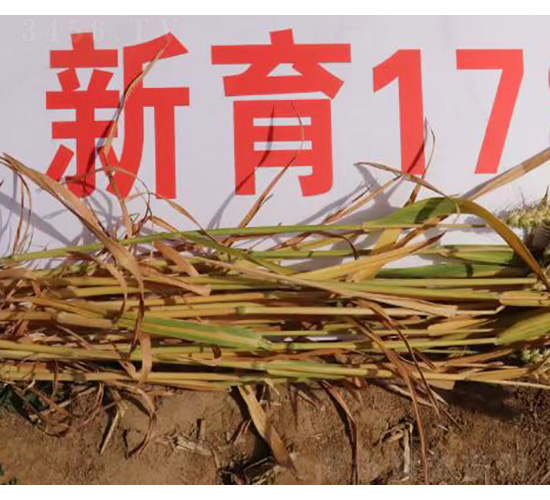 ����178-С���N��-���S�N�I(y��)