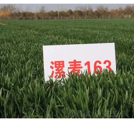 ����163-С���N��-���S�N�I(y��)