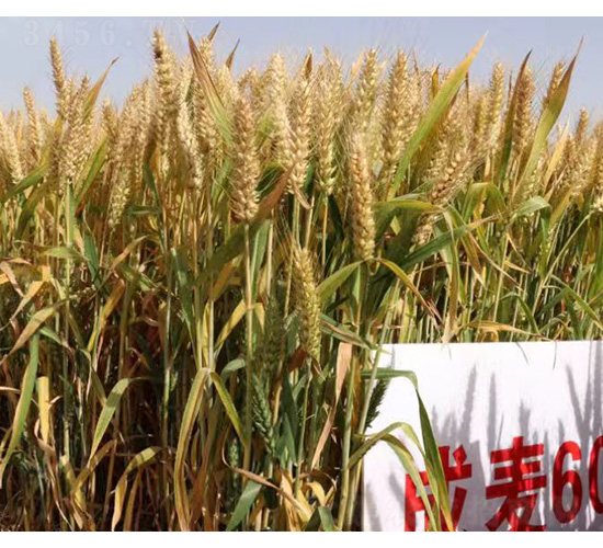 成麥608-小麥種子-技豐種業(yè)
