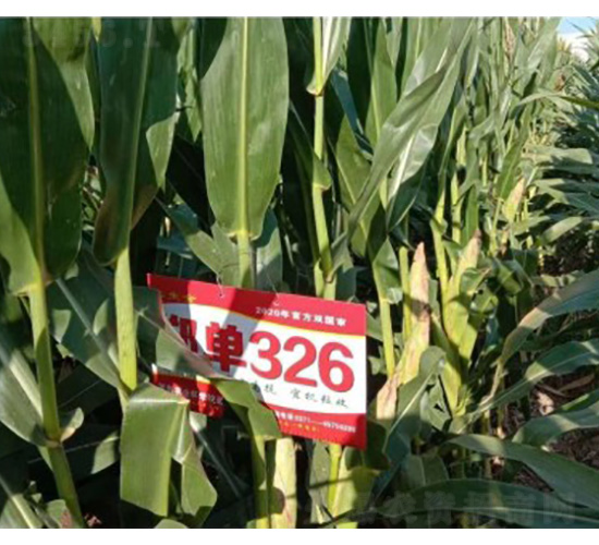 鄭單326-玉米種子-技豐種業(yè)
