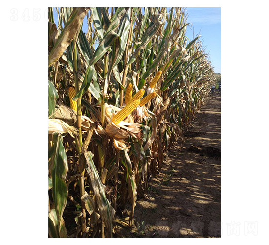 雅玉622-玉米種子-技豐種業(yè)