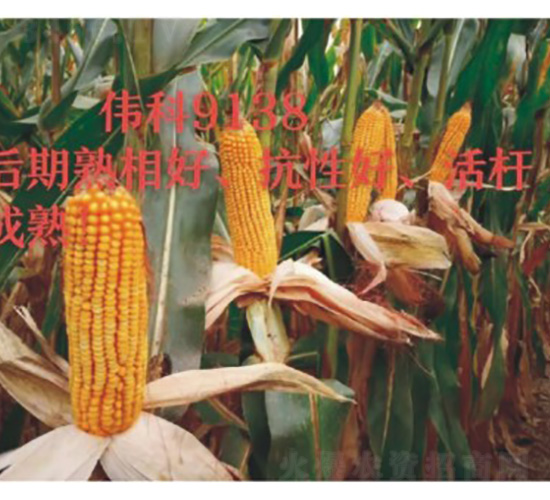 偉科9138-玉米種子-技豐種業(yè)