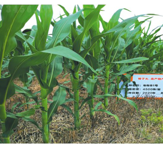 年年豐1號-玉米種子-技豐種業(yè)