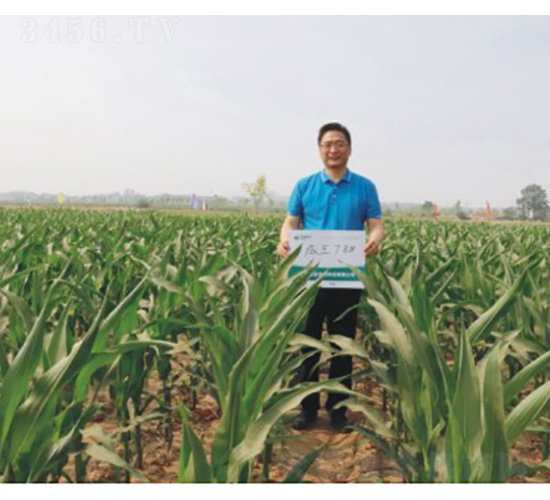 成玉788-玉米種子-技豐種業(yè)