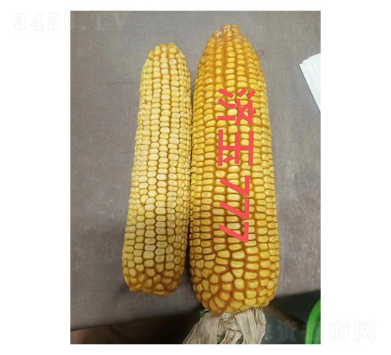 ��(j��)��777���ȈD-�͹��S