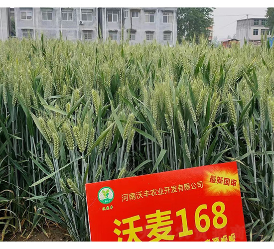 沃豐麥168--和谷豐