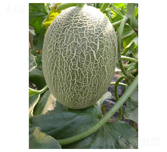 ����һ̖-���ܹϷN��-����N��