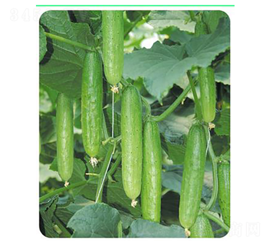 寒星-黃瓜種子-天瑞種子