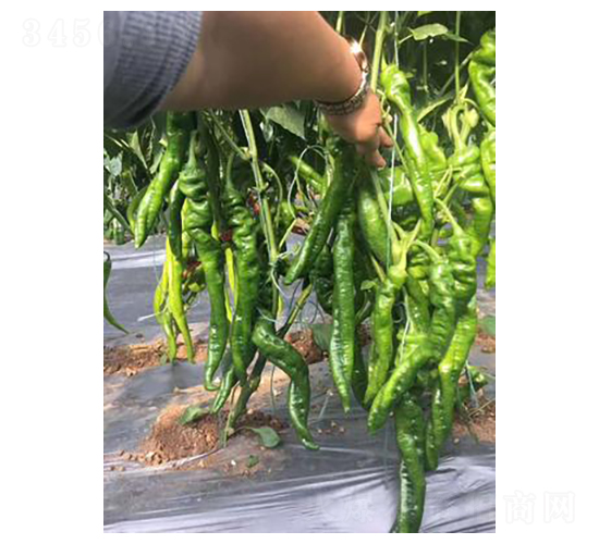 瑞龍798-辣椒種子-天瑞種子