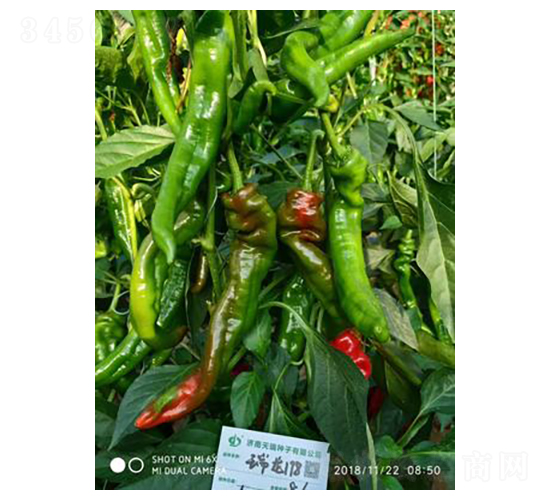 ����198-�����N��-����N��