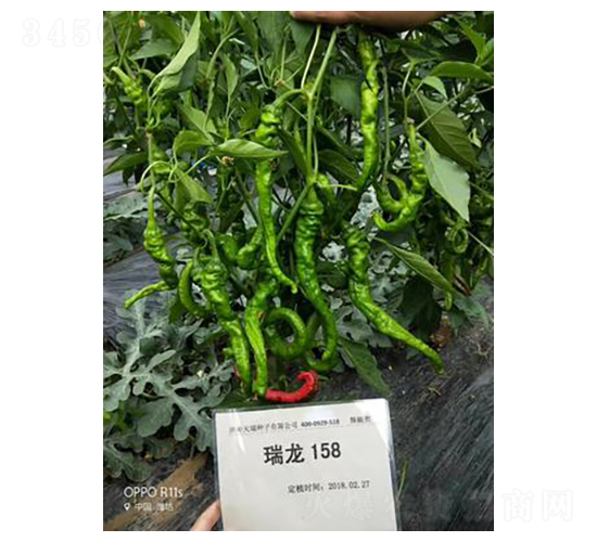 ����158-�����N��-����N��