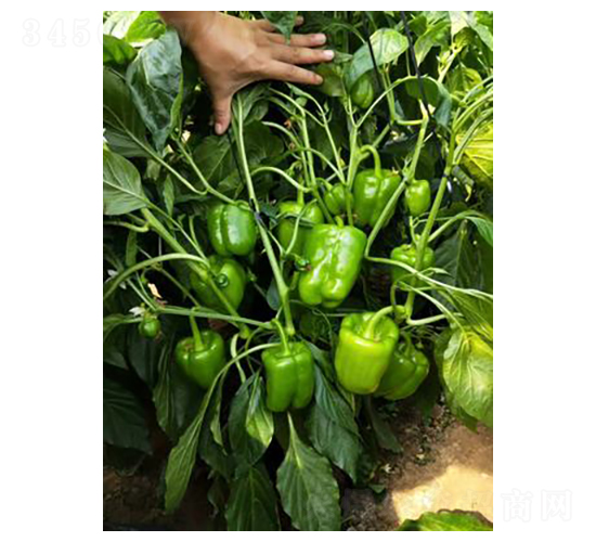 ����-�����N��-����N��