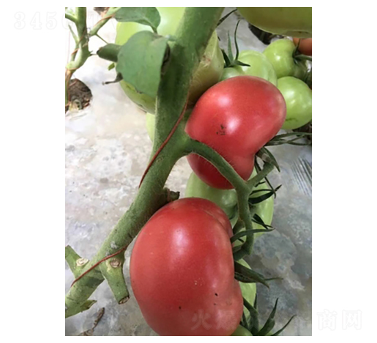 �sҫ-��-���ѷN��-����N��