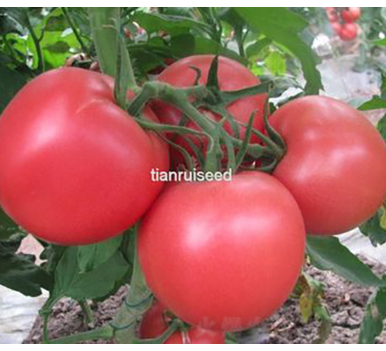 ���518-���ѷN��-����N��