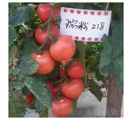 瑞粉218-番茄種子-天瑞種子