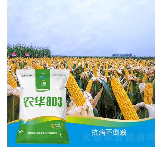 農(nóng)華803-玉米種子-豐度高科