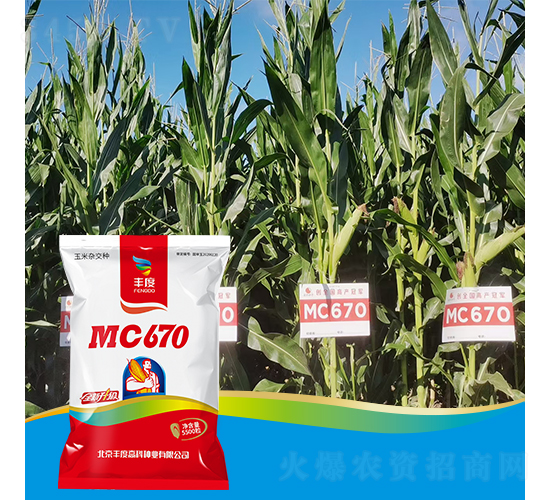 MC670-玉米種子-豐度高科