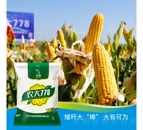 農(nóng)大778-玉米種子-豐度高科