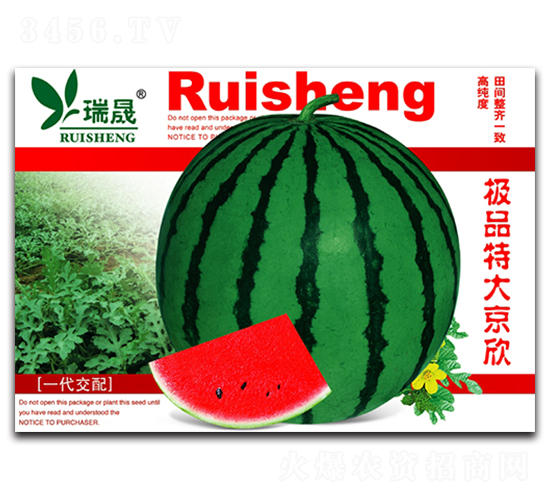 特大京欣-西瓜種子-瑞晟