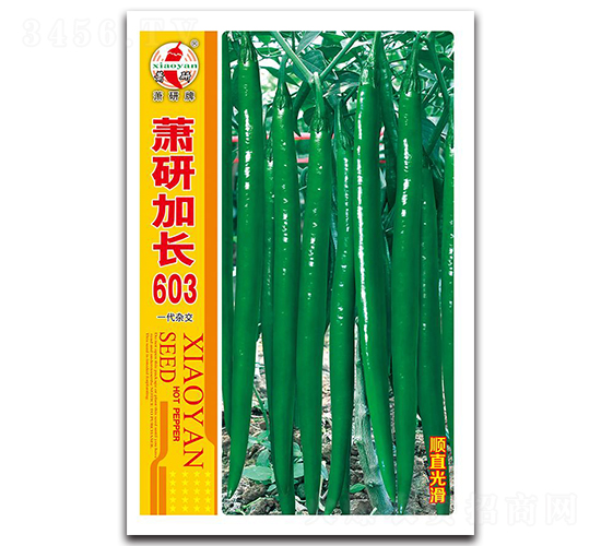 蕭研加長603-線椒種子-蕭研種業(yè)