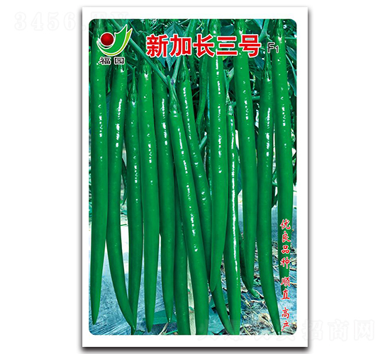 新加長三號F1-線椒種子-蕭研種業(yè)