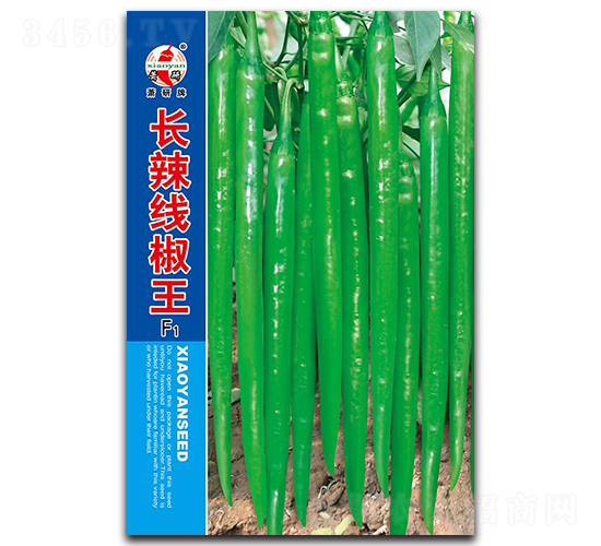 長(zhǎng)辣線椒王-線椒種子-蕭研種業(yè)