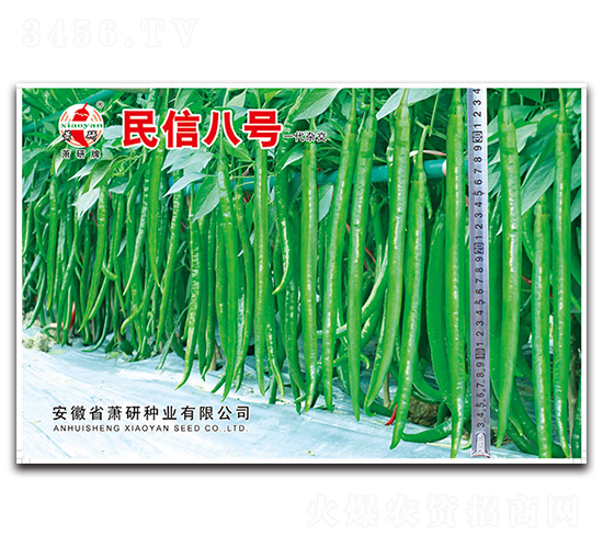 民信八號-線椒種子-蕭研種業(yè)