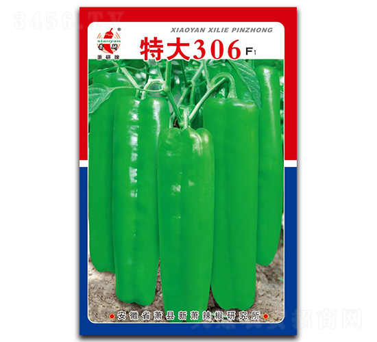 特大306-泡椒種子-蕭研種業(yè)