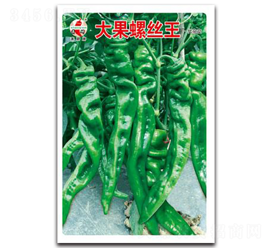 大果螺絲王-螺絲椒種子-蕭研種業(yè)